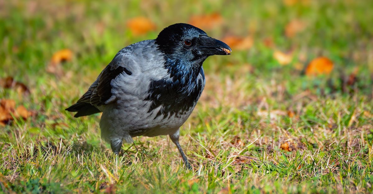 Effective Communication Techniques for Client Consultations