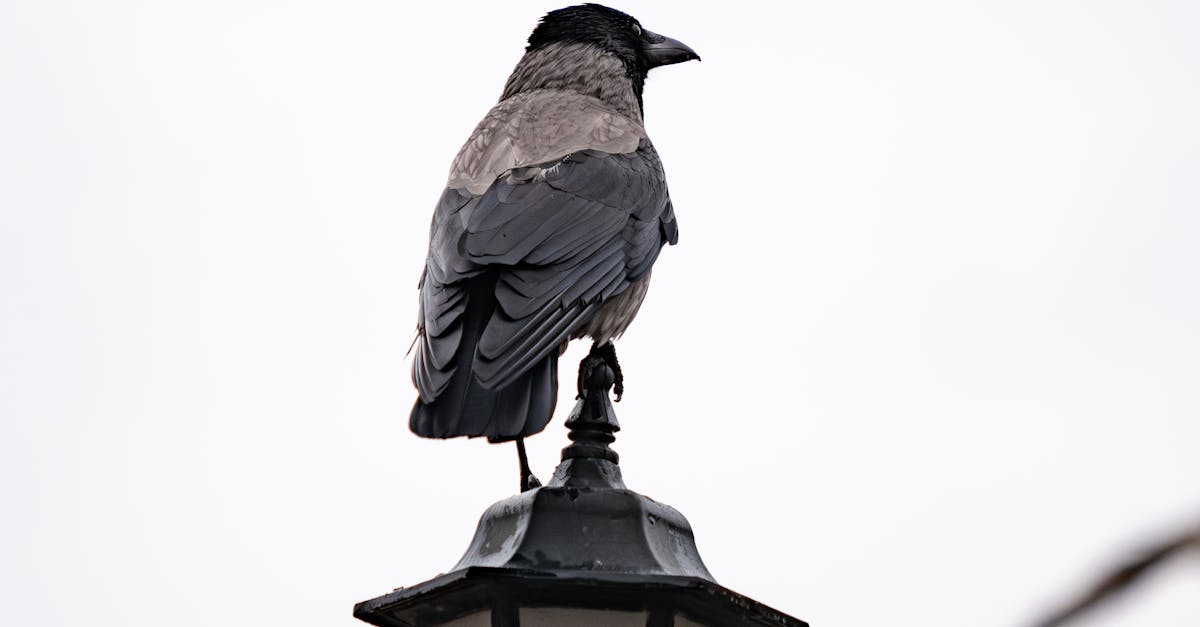 The Impact of Social Media on Beauty Trends in Crows Nest