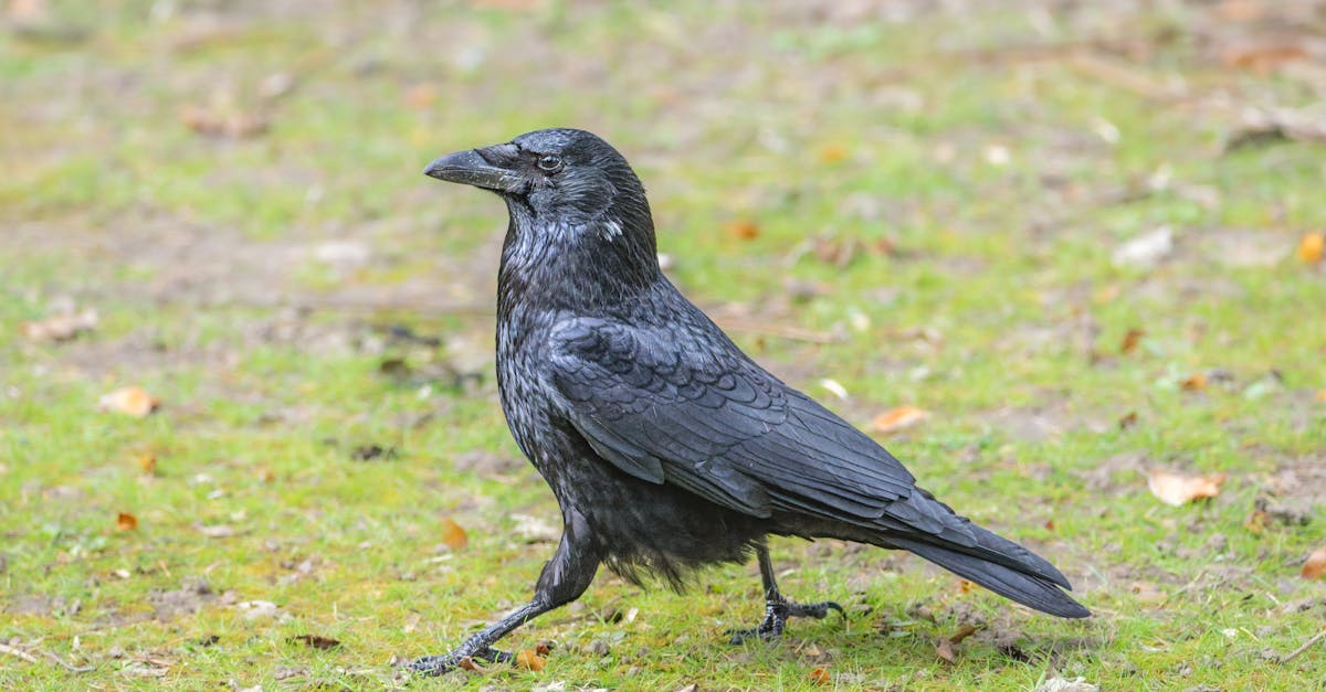 The Influence of Social Media Reviews on Beauty Salons in Crows Nest