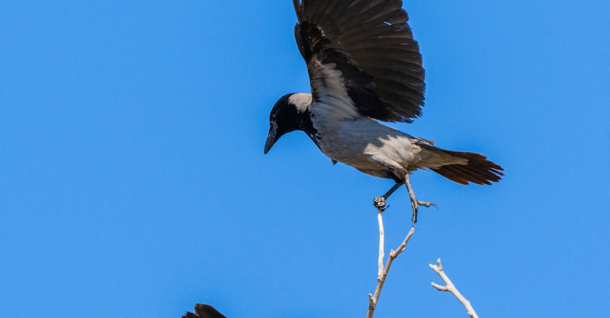 Trending Bob Styles: Classic Cuts with a Contemporary Twist