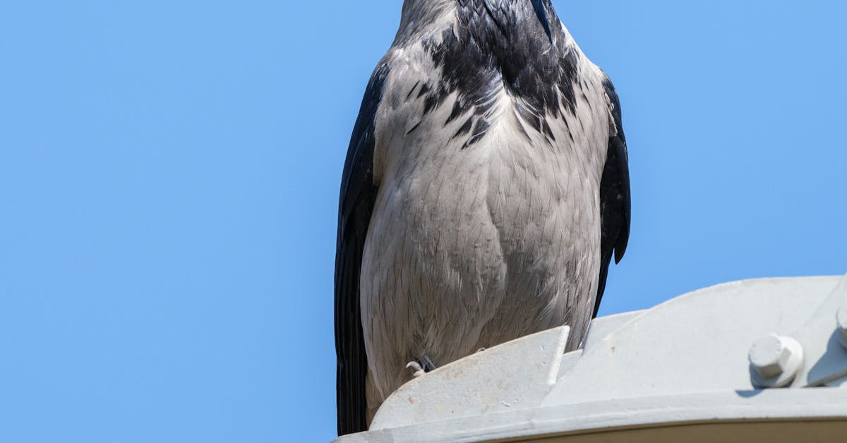 Vibrant Hair Dye Options: Enhancing Your Colour Palette